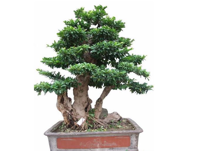 Distylium seeds bonsai tree seeds